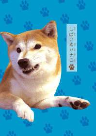 しばいぬハナコのきせかえ 15【柴犬写真】
