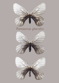 虫ワールド ～ウスバアゲハ～