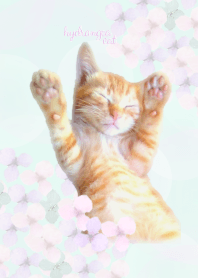 あじさいと茶トラ猫