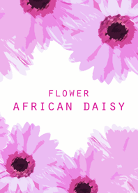 FLOWER AFRICAN DAISY.