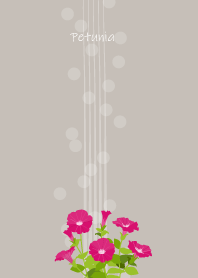 September's birth flower, Petunia