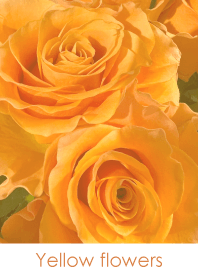 Yellow flowers-hisatoto 18