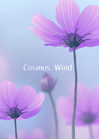cosmos wind ～ 秋桜の風