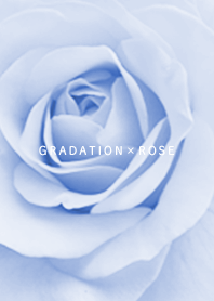Rose and gradation Ice wistaria23_1