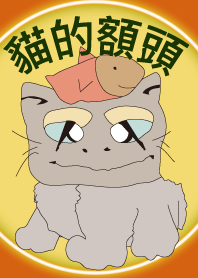 貓的額頭
