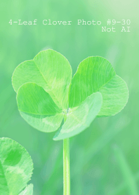 4leaf Clover Photo#9-30Not AI