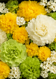 母親節康乃馨・典雅獻禮_綠色