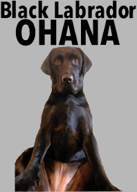 Black Labrador OHANA 2