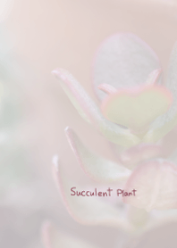 多肉植物のきせかえ3