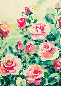 Beautiful rose flower(R4714)