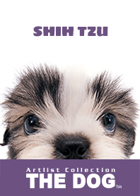 THE DOG Shih Tzu 2