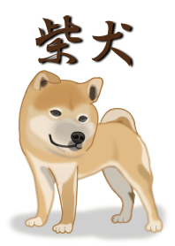 うちの柴犬