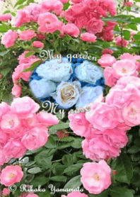 My garden, My rose_Angela_2