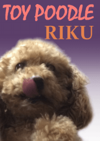 TOY POODLE -RIKU-