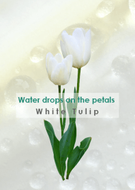 Water drops on the petals ~White Tulip~