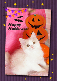 Cute dogcat Happy Halloween