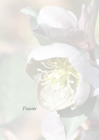 Flower Theme 40
