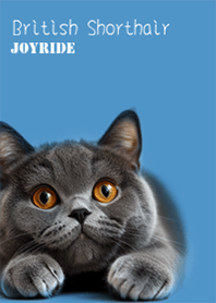 Cat British Shorthair blue