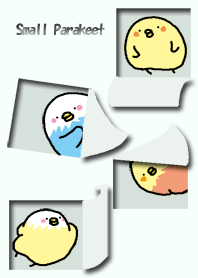 Small Parakeet.B