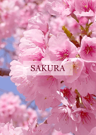 Spring is almost here-SAKURA PINK 109