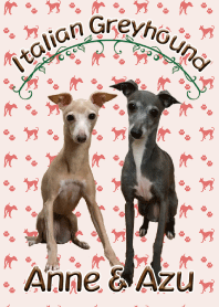 Italian Greyhound  Anne & Azu-Re02