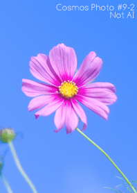 Cosmos Photo #9-2 Not AI