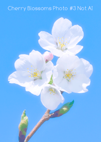 Cherry Blossoms Photo #3-10 NotAI