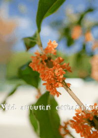 Mid autumn osmanthus