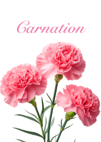 カーネーション vol.18