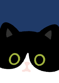 Tuxedo cat and Black cat.4