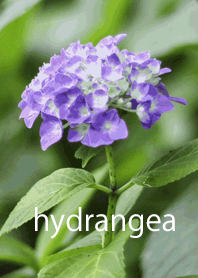 Cute purple hydrangea flowers