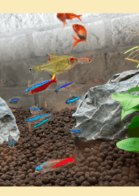 aquarium tetra lemon