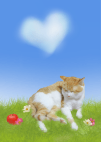 ちゃしろねこ。2 @ペットグランプリ