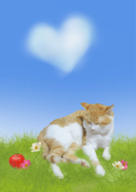 red tabby and white cat 2
