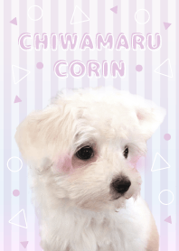CHIWAMARU CORIN