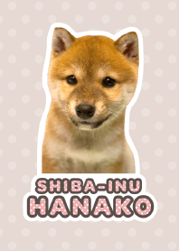 しばいぬハナコ【柴犬写真*a06】