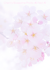 Cherry Blossoms Photo #2-14 NotAI