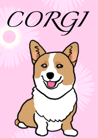 コーギーのメイちゃん