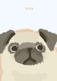 Cute Fawn Pug