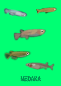 killifish MEDAKA