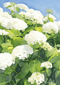 Lucky charm of white hydrangea