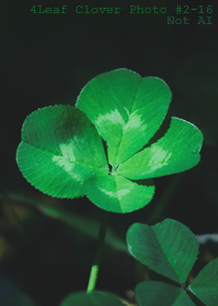 4leaf Clover Photo#2-16 Not AI