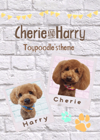 Toypoodle's Cherie&Harry Pet grand prix