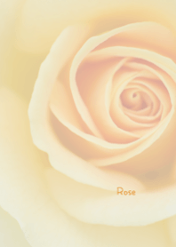 Rose Theme 17