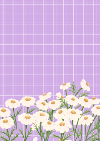 Chamomile flowers Purple Background