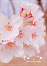 SAKURA 3 / Natural Style