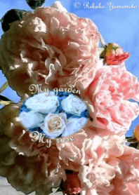 My garden, My rose_Masako Eglantine_4