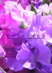 SWEET PEA 13 -PURPLE-
