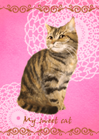 My sweet cat 2
