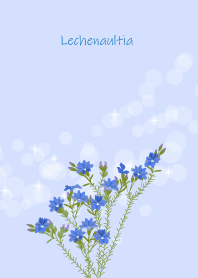 November's birth flower, Lechenaultia